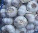 desi garlic hp (large)