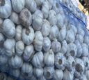 desi garlic hp (medium)