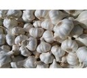 ooty garlic (medium)